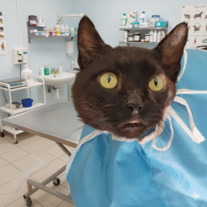 Donation Veterinärvård