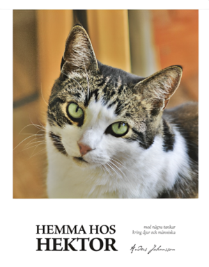 Hemma hos Hektor (HKK Jubileumsbok 2005-2025)