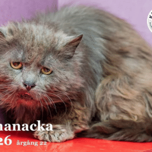 Kattfondens Almanacka 2026